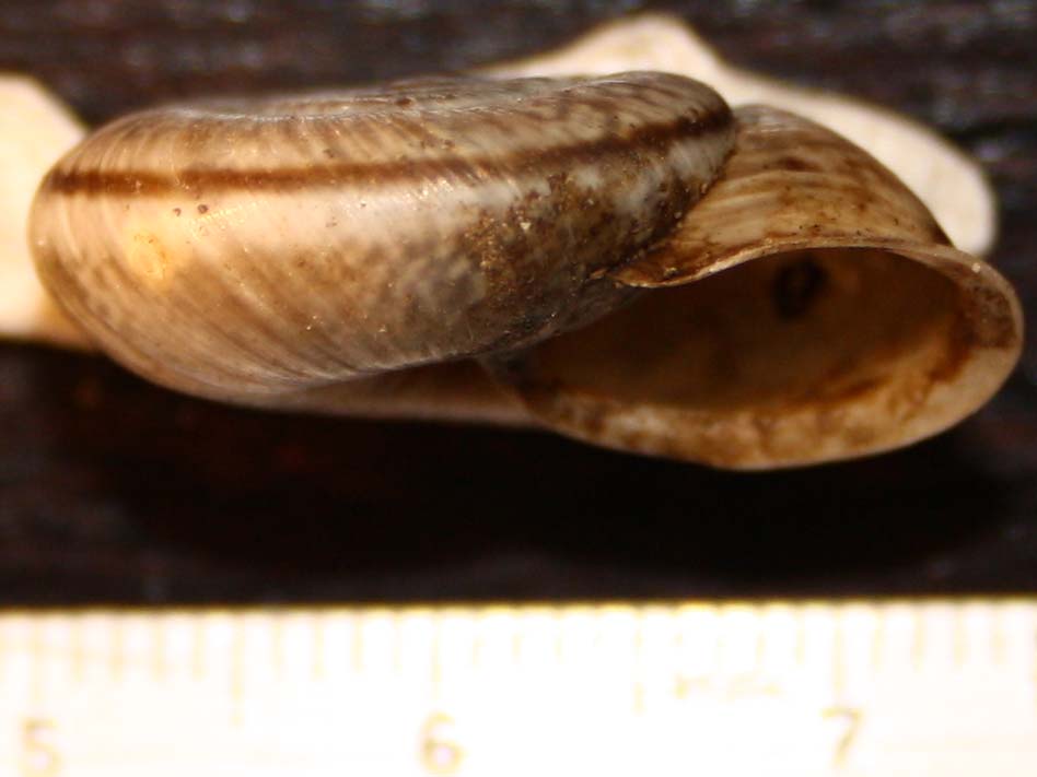 qualche Chilostoma del Monte Grappa